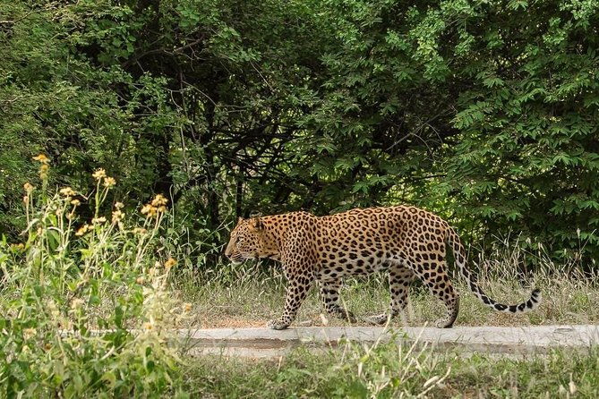Exclusive Safari at Jhalana Leopard Park Including Transfers - FAQ