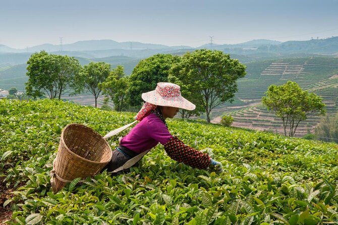 Experience Chengdu: Private Tea-Making Day Tour of Mengdingshan Tea Plantation - Who Will Love This Experience?