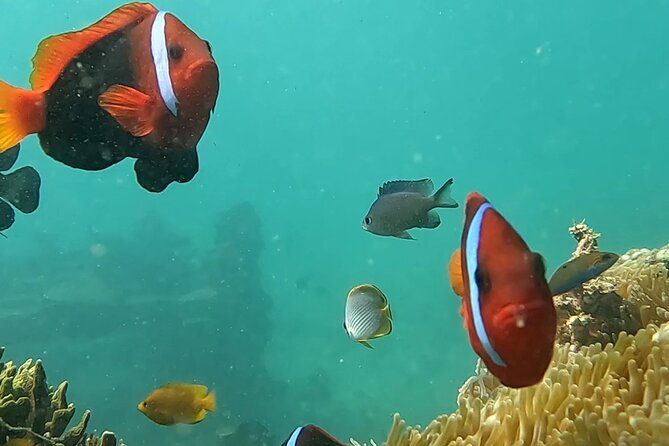 Experience Snorkeling in Sanur - Final Thoughts: The Value Proposition
