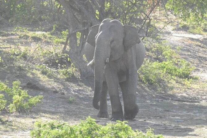 Explore Beauty Of Yala (Ruhuna) National Park From South Coast in One Day. - Authentic Insights from Reviewers