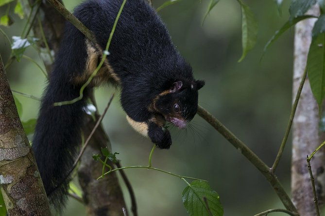 'Explore Sinharaja' rainforest - Discovery Tour (half day) - FAQs