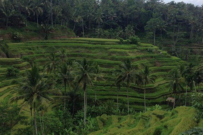 Favorite Sites of Ubud Daytrip - Practical Details and Value  