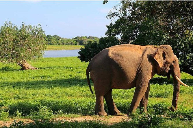 From Colombo to Sigiriya Fortress, Dambulla & Minneriya Safari - Authentic Traveler Perspectives