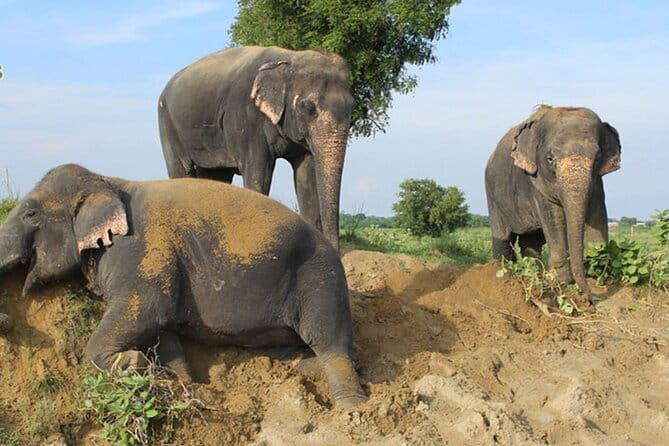 From Delhi: 1-day trip Mathura with Elephant conservation - Authentic Experiences from Reviewers