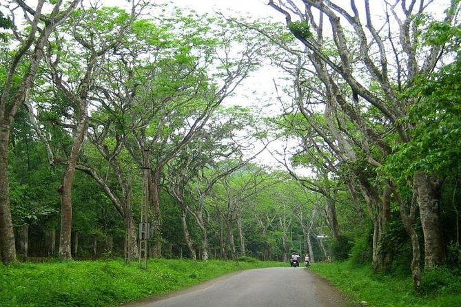 From Hanoi: Cuc Phuong National Park Day Trip by Private Car - Trekking in the Rainforest: An Active Adventure