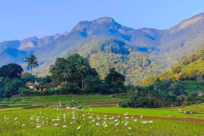 From Kandy: Nuwara Eliya Day Tour (Tea Trails, Waterfalls etc..) - Practical Tips for Making the Most of Your Tour