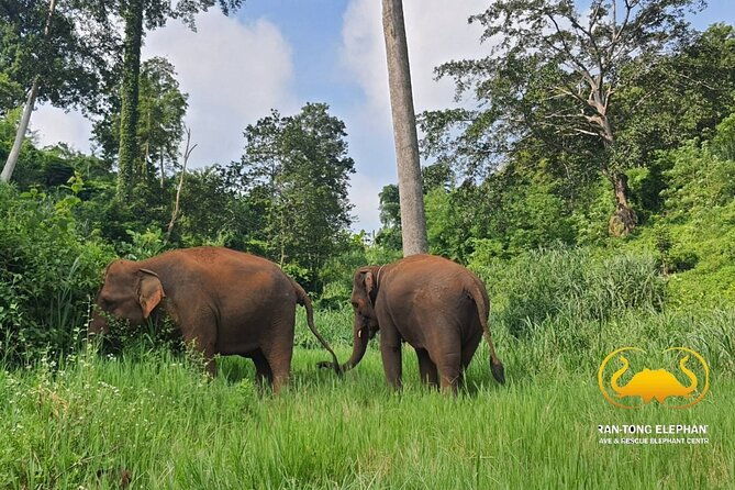 Full Day Experience at Ran-Tong Save & Rescue Elephant Centre - Practicalities and Logistics