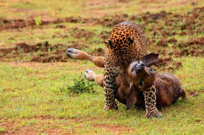 Full day / Half Day WildlifeAdventure in Yala-National-Park - Transportation and Timing