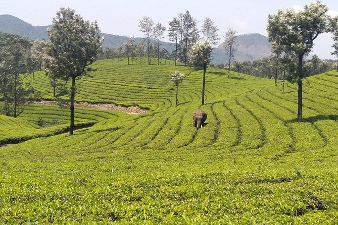 Full day in hiking in Munnar (By Munnar Info) - Authentic Experiences and What Reviewers Say
