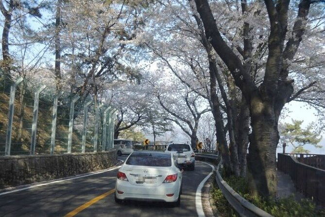 Full-Day Jinhae Cherry Blossom festival Private tour - Practical Considerations