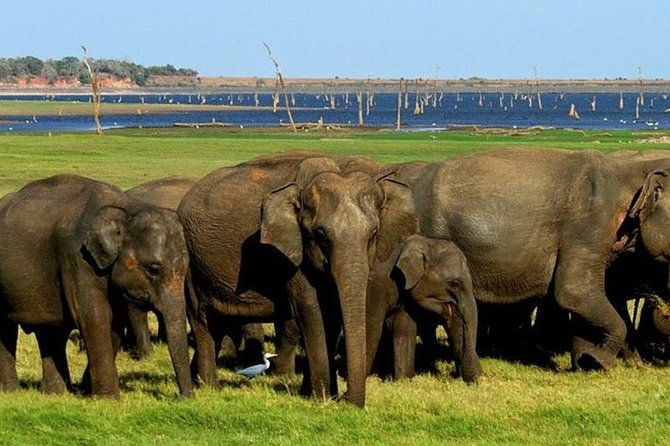 Full-Day Minneriya and Kaudulla National Parks Private Safari - Extra Insights from Reviewers