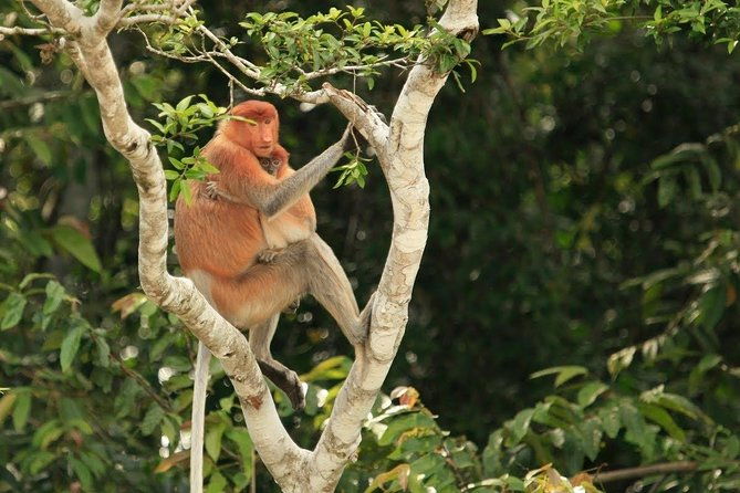 Full-Day Sepilok Orangutan and Proboscis Monkey from Sandakan or Kota Kinabalu - The Sum Up