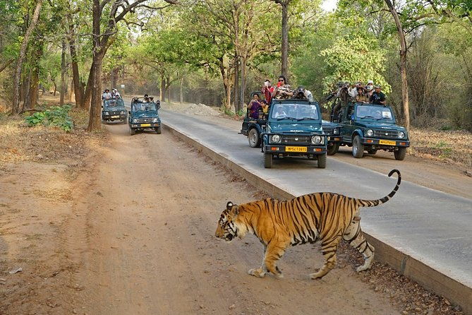 Full Day trip to Ranthambore tiger reserve from Jaipur - FAQ