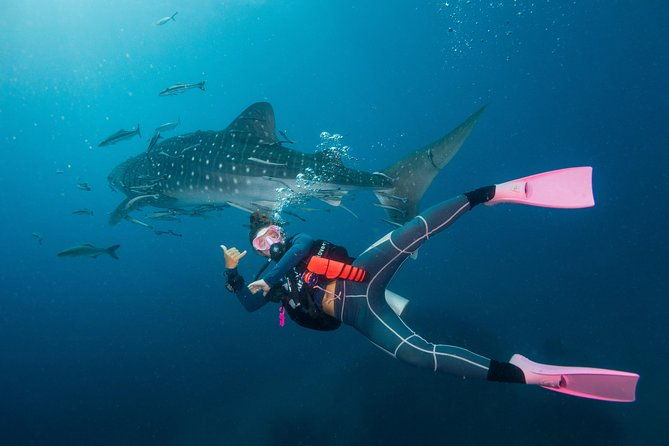Fun Diving Packages (Certified Divers) - Who Should Opt for This Tour?