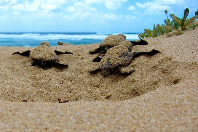 Galle Day Tour from Colombo/Negombo by Private Car or Van - Frequently Asked Questions