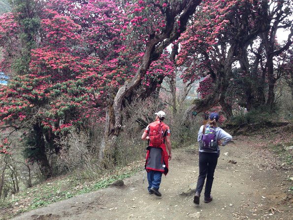Ghorepani Poon Hill Trek - Authentic Experiences & Hidden Gems