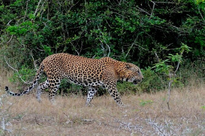 GO WILD! Double Safari Day Trip (Yala & Udawalawe) - Private & All Inclusive - Practical Considerations and Tips