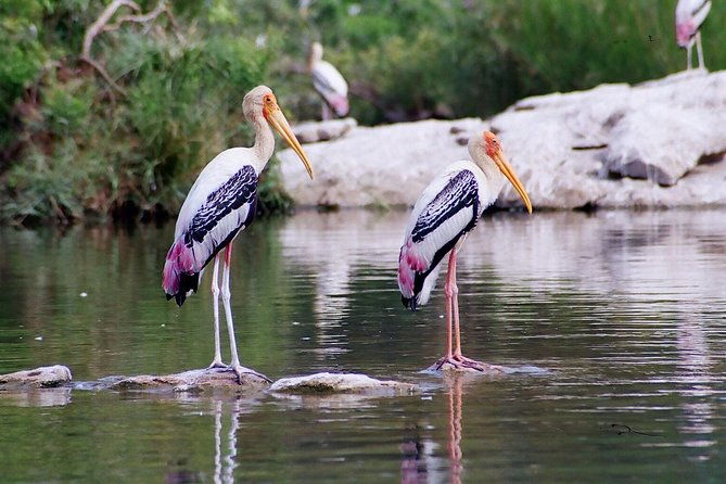 Guided Keoladeo Bird National Park Tour in Bharatpur from Jaipur - The Sum Up