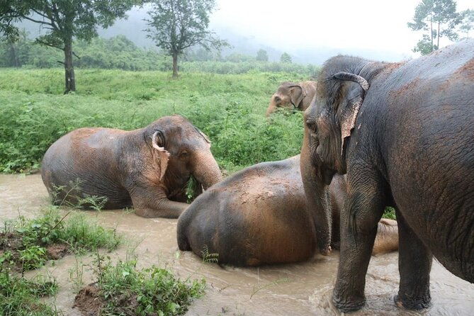 Half Day Elephant Home Sanctuary in Samui - Practical Details and Tips