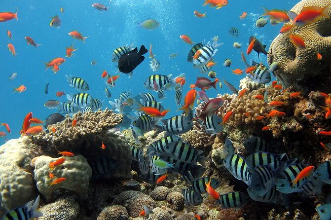 Half-day Snorkeling Experience in Phu Quoc Island - Return & Hotel Drop-Off