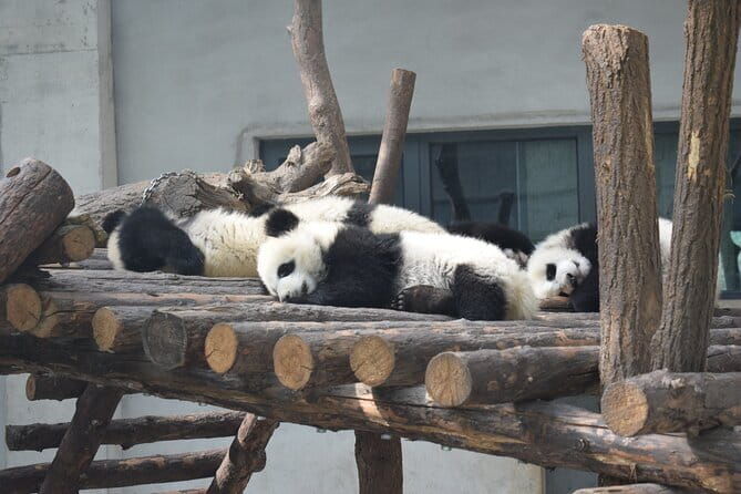 Half Day Tour to Xi'an Wild Panda Breeding and Protecting Center - Frequently Asked Questions
