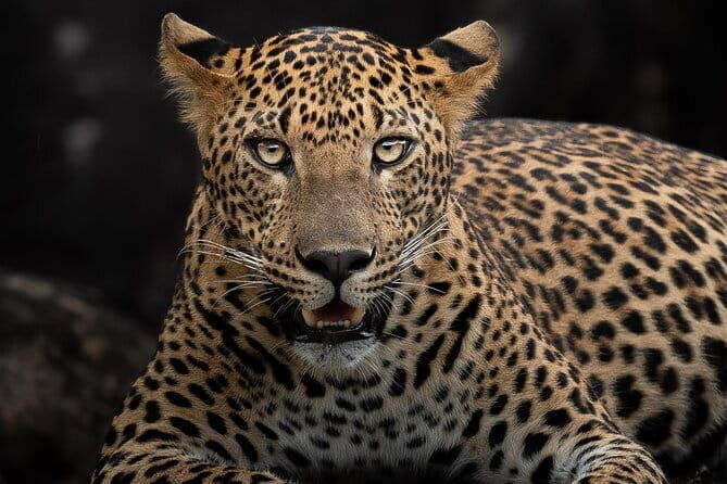 Half Day trip in Yala National Park - Final Thoughts