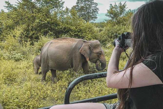 Half Day Udawalawe Safari from Kalutara (Entrance + Lunch) - The Guides and Reviews: Real Experiences Matter