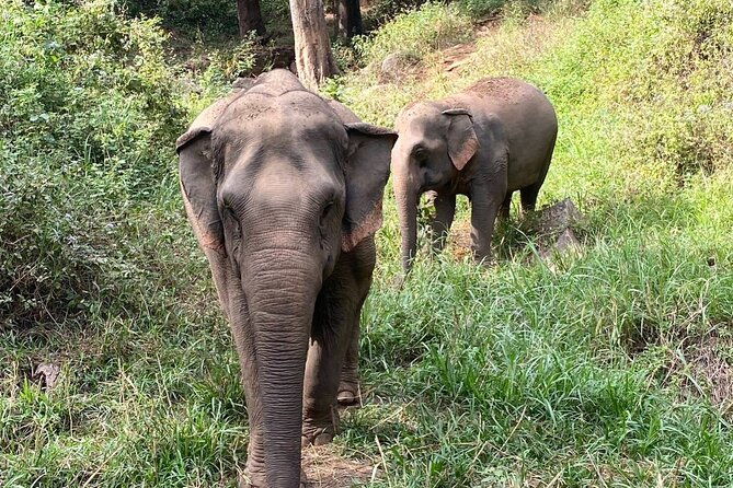 Half Day Visit Smile Elephant Chiang Mai - Final Thoughts