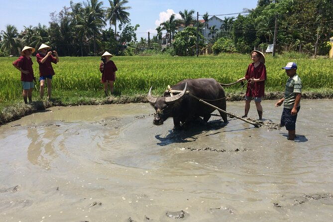 Hoi An Rice Farm Tour and Buffalo Riding with Local Home Meal - Who is This Tour Best For?
