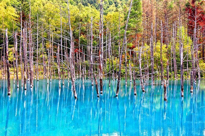 Hokkaido Highlights of Flower Blossom, Asahiyama Zoo& Blue pondAoi-ike! - Experience Quality and Group Dynamics