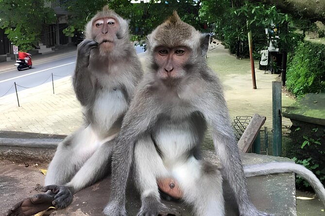 Holy water Temple Self-Purification & highlight Ubud Tour - Frequently Asked Questions (FAQs)