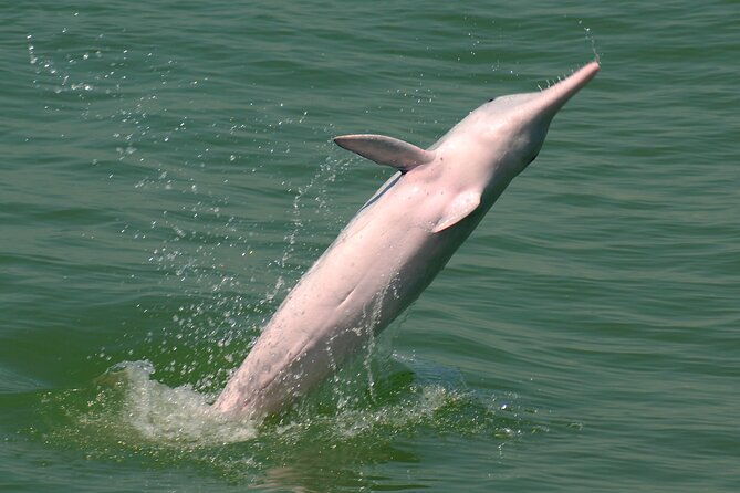 Hong Kong Dolphin Watch Tour - Authentic Traveler Feedback