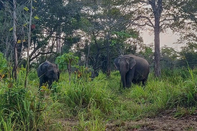 Hurulu Eco Park Private Safari - Final Thoughts