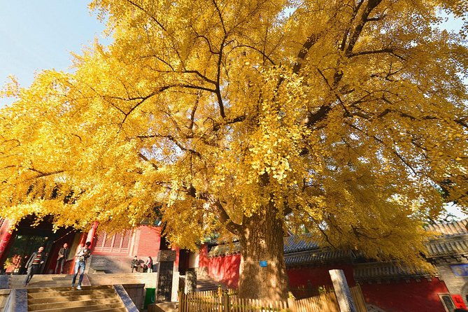 Independent Tour to Shaolin Temple and Longmen Grottoes from Zhengzhou - The Practical Side: What’s Included and What’s Not