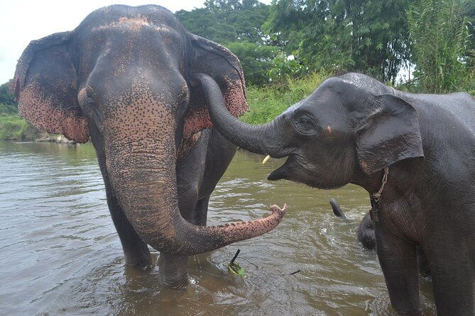 Inthanon Heaven Trail(Living Green Elephant Sanctuary) - Afternoon: Hike at Doi Inthanon
