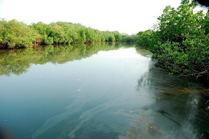 Into the Mangroves: Calicut Mangrove Trail by Tyndis - The Experience: What You’ll Feel