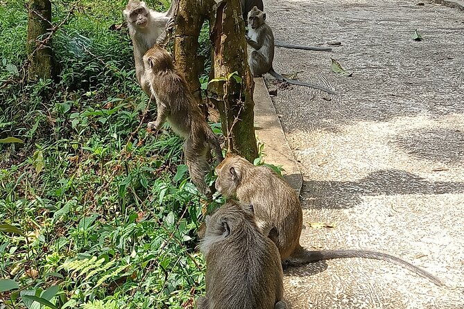 Jakarta Bogor Botanical Garden, Waterfall and Rice terrace, Lunch - Practical Tips and Considerations