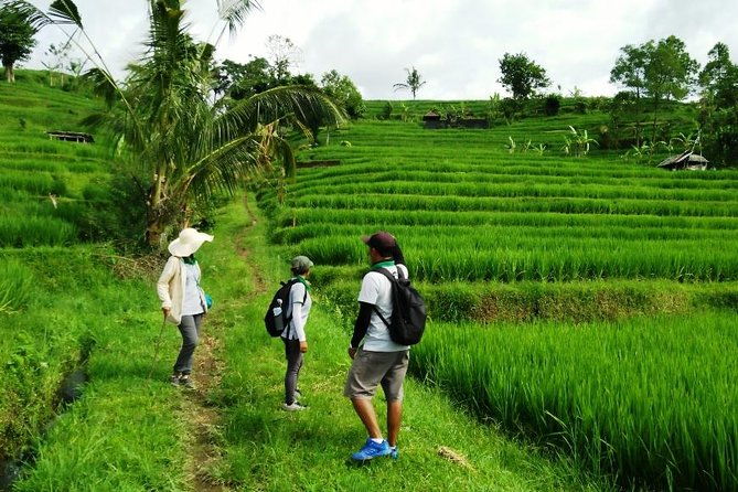 Jatiluwih full day e-bike cycling with lunch & trekking program - The Sum Up: Who Should Book This Tour?