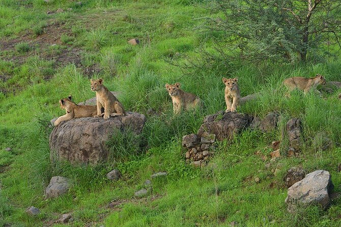 Jeep Safari: A Skip the line access to Devalia Safari Park India - Authentic Insights from Reviewers