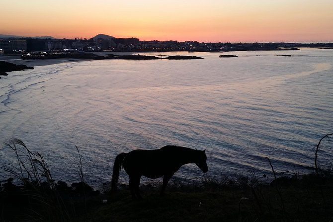 Jeju island: Van tour with a guide who the most loves JEJU - Final Thoughts