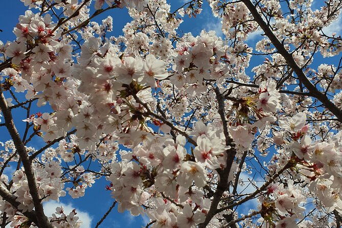 Jinhae Cherry Blossom Day trip from Busan - A Spring Adventure! - Transportation and Group Size