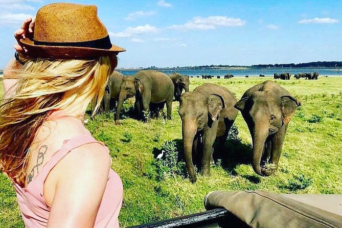 Kandy - Minneriya National park & Sigiriya Rock Fortress (Tours & Entrance fees) - Who Is This Tour Best For?