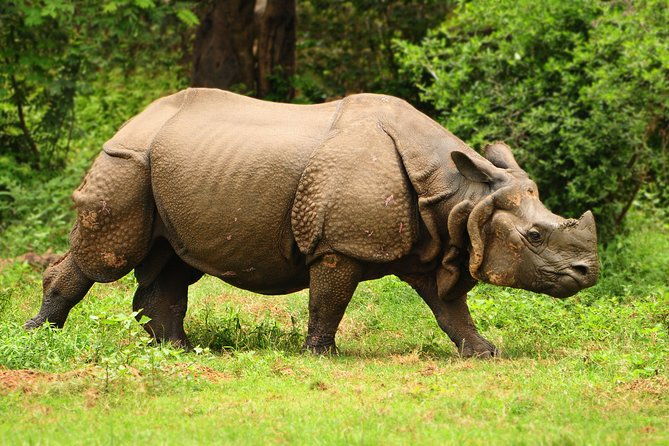 Kaziranga Indian Big Five Wildlife Tour - What Are the Practicalities?