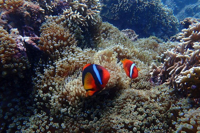 Kenting, TaiwanSnorkeling Free underwater photography One-on-one with instructorTaiwan Diving Snorkeling - Who Should Consider This Tour?