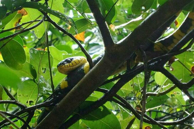 Khaolak Nature & Culture Tour with Lunch - FAQ