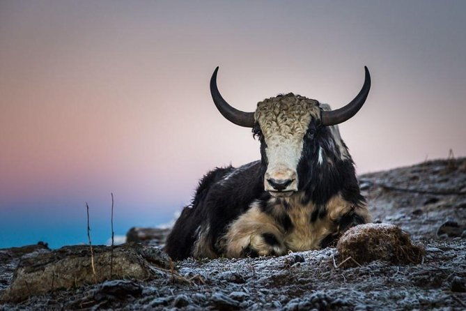 Khopra Danda Trek - FAQ: Common Questions About the Khopra Danda Trek
