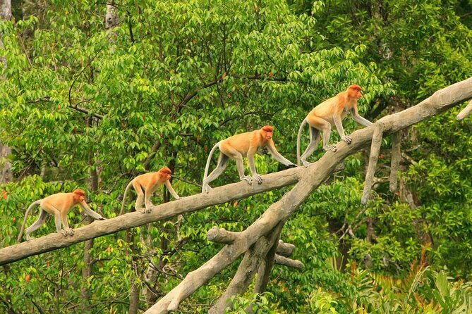 Klias Wildlife Safari River Cruise from Kota Kinabalu - Who Will Love This Tour?  