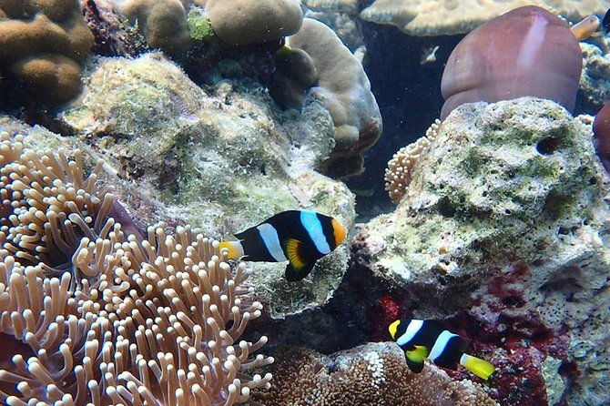 Koh Ngai, Koh Muk + Emerald Cave Snorkeling Tour by Classic Longtail Boat - Final Thoughts: Is It Worth It?