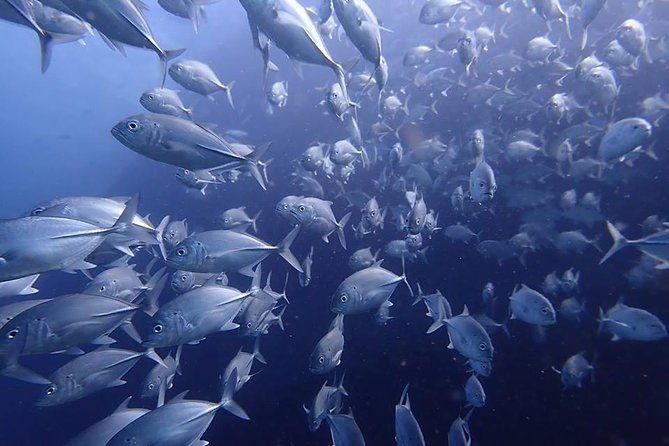 Koh Samui 2-Dive Trip to Sail Rock for certified divers - Authentic Experiences and Review Highlights