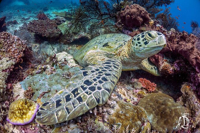 Kota Kinabalu Leisure Scuba Diving Trip (3 Dives) - Who Should Consider This Experience?